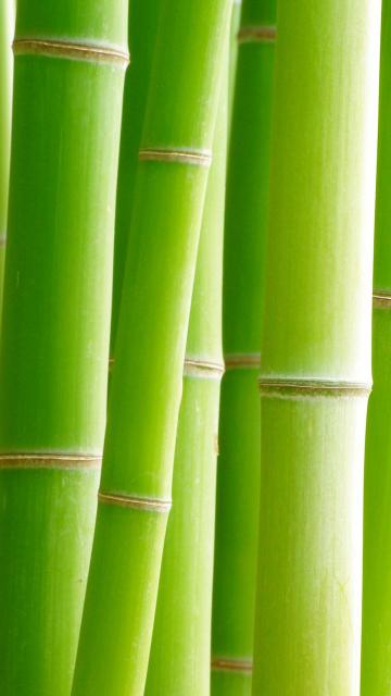 Bamboo