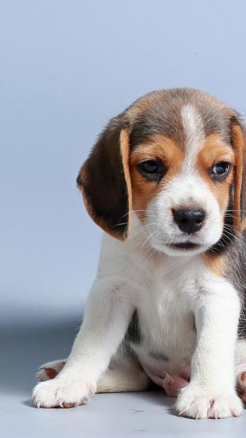 Beagle puppy
