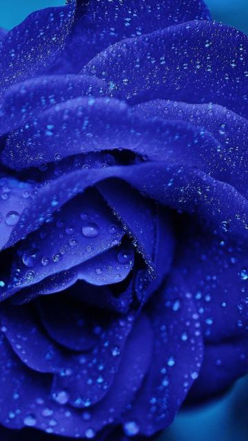 Blue rose