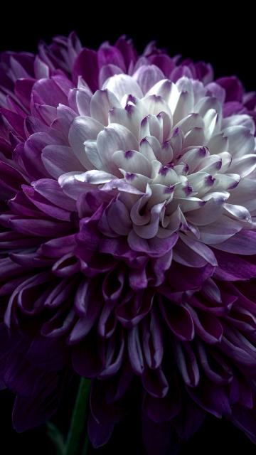 Chrysanthemum