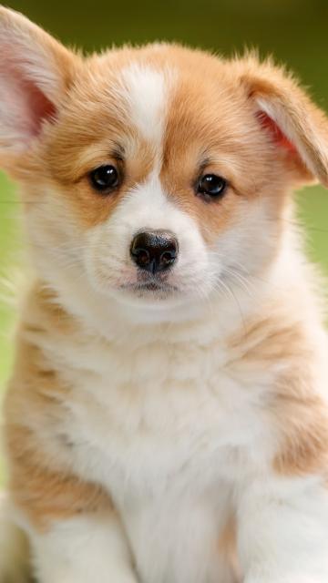 Corgi puppy