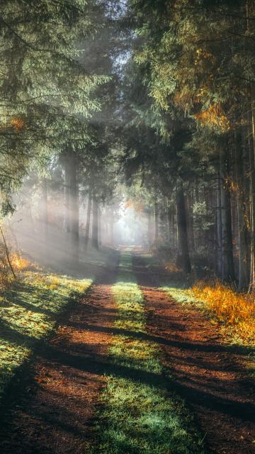 Forest