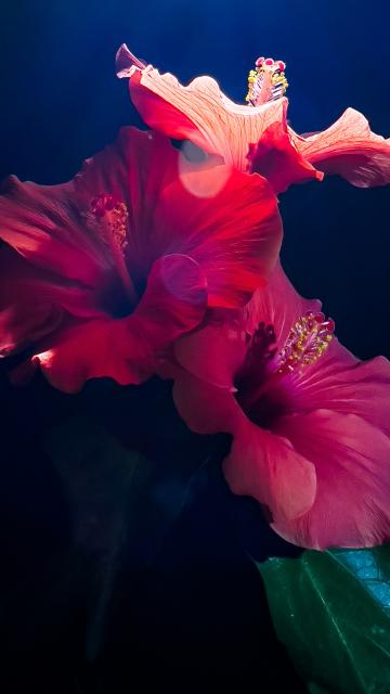 Hibiscus flowers
