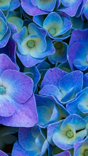 Hydrangea Flowers
