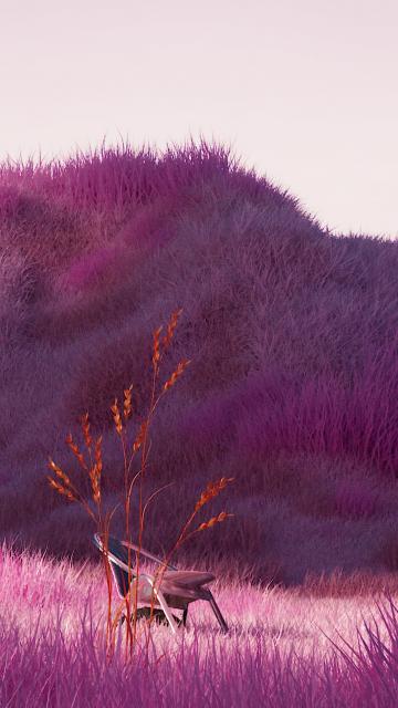 Lavender fields