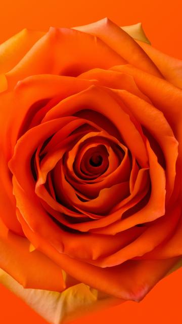 Orange Rose