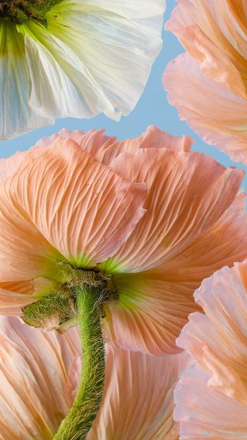 Poppy flowers