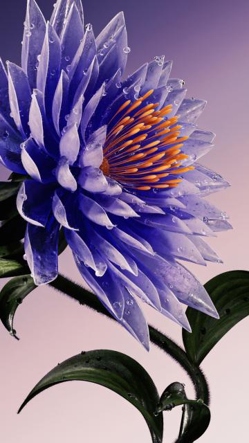 Purple Flower