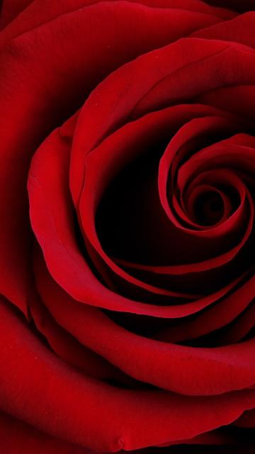 Red Rose