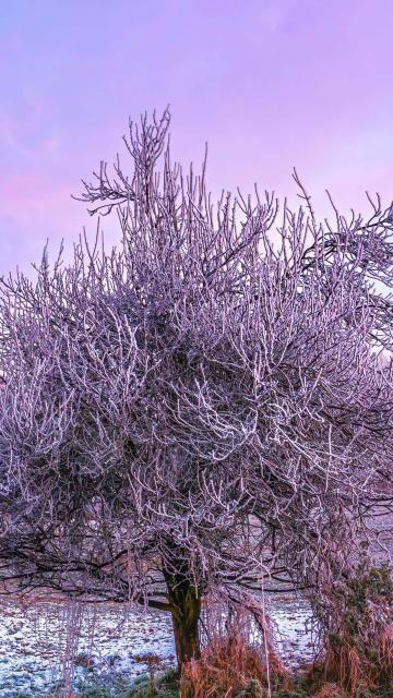 Winter forest