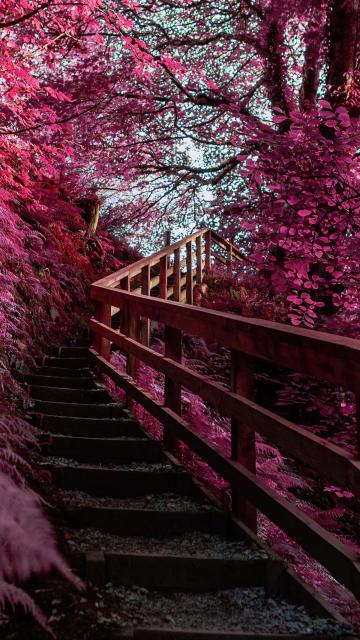 Wooden stairs